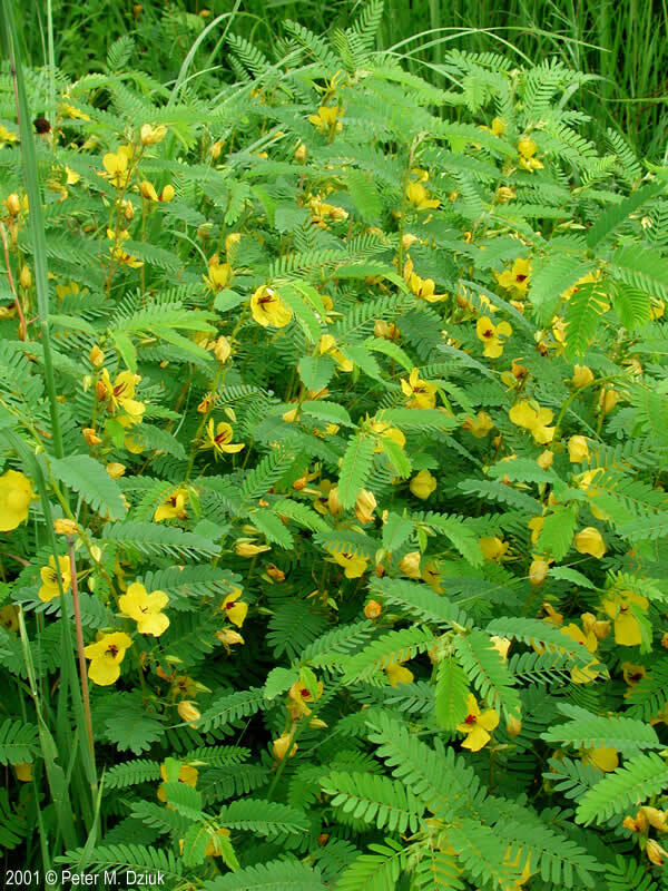 200+ PARTRIDGE PEA Seeds Native Wildflower Fall Food Source Turkey Deer Birds