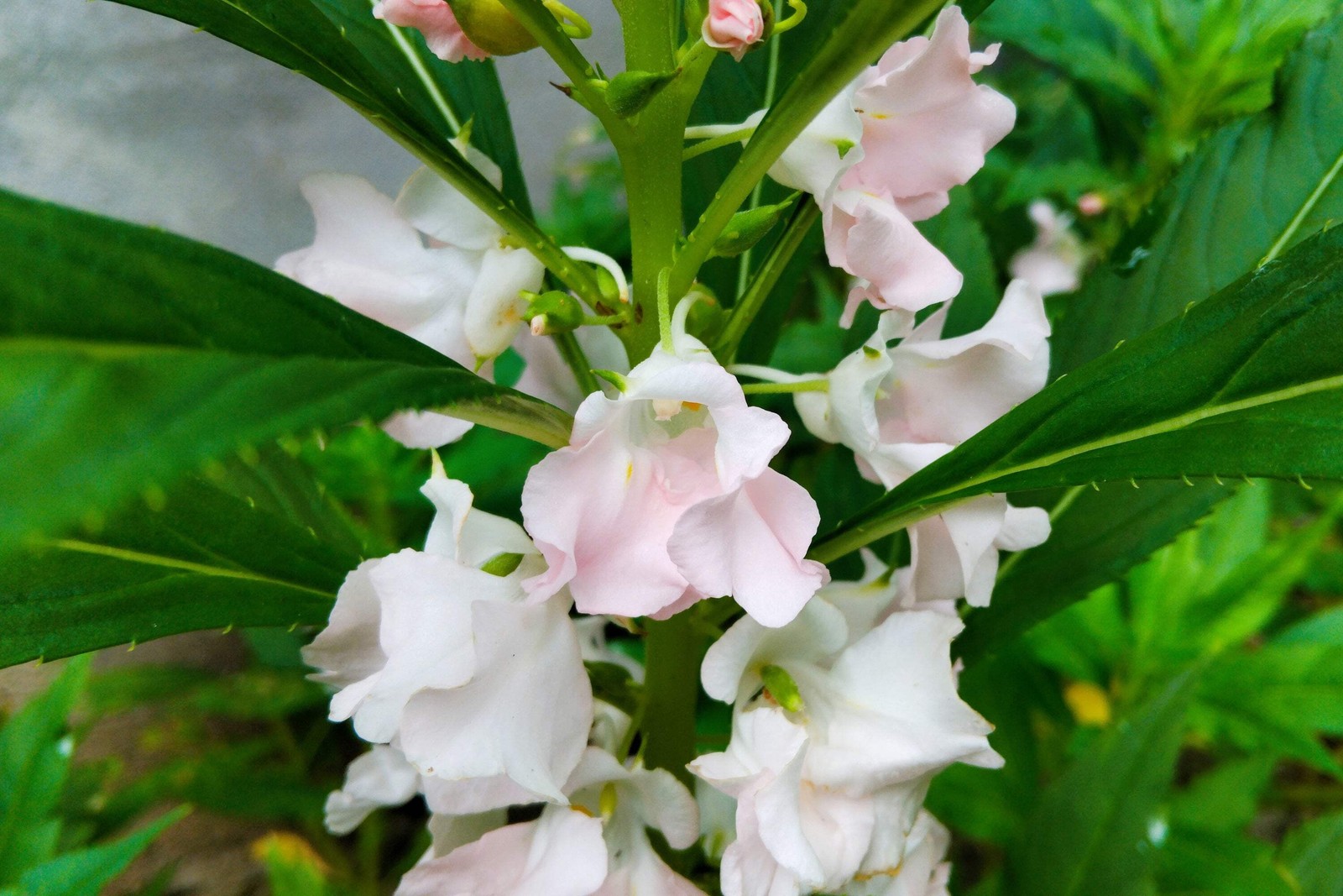 100 IMPATIENS Balsamina (Balsam / Lady Slipper / Touch Me Not) Flower Seeds