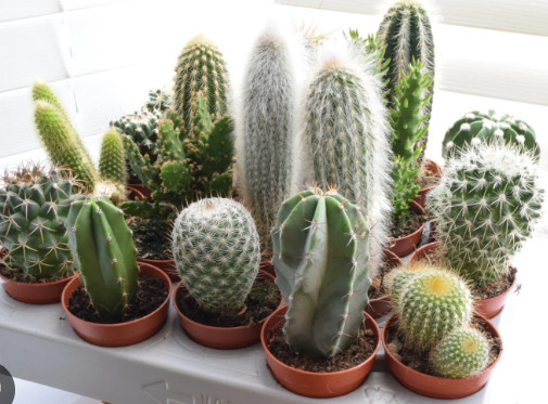 Mixed Cactus Seeds 50 Seeds of mix succulent seeds | USA Cacti