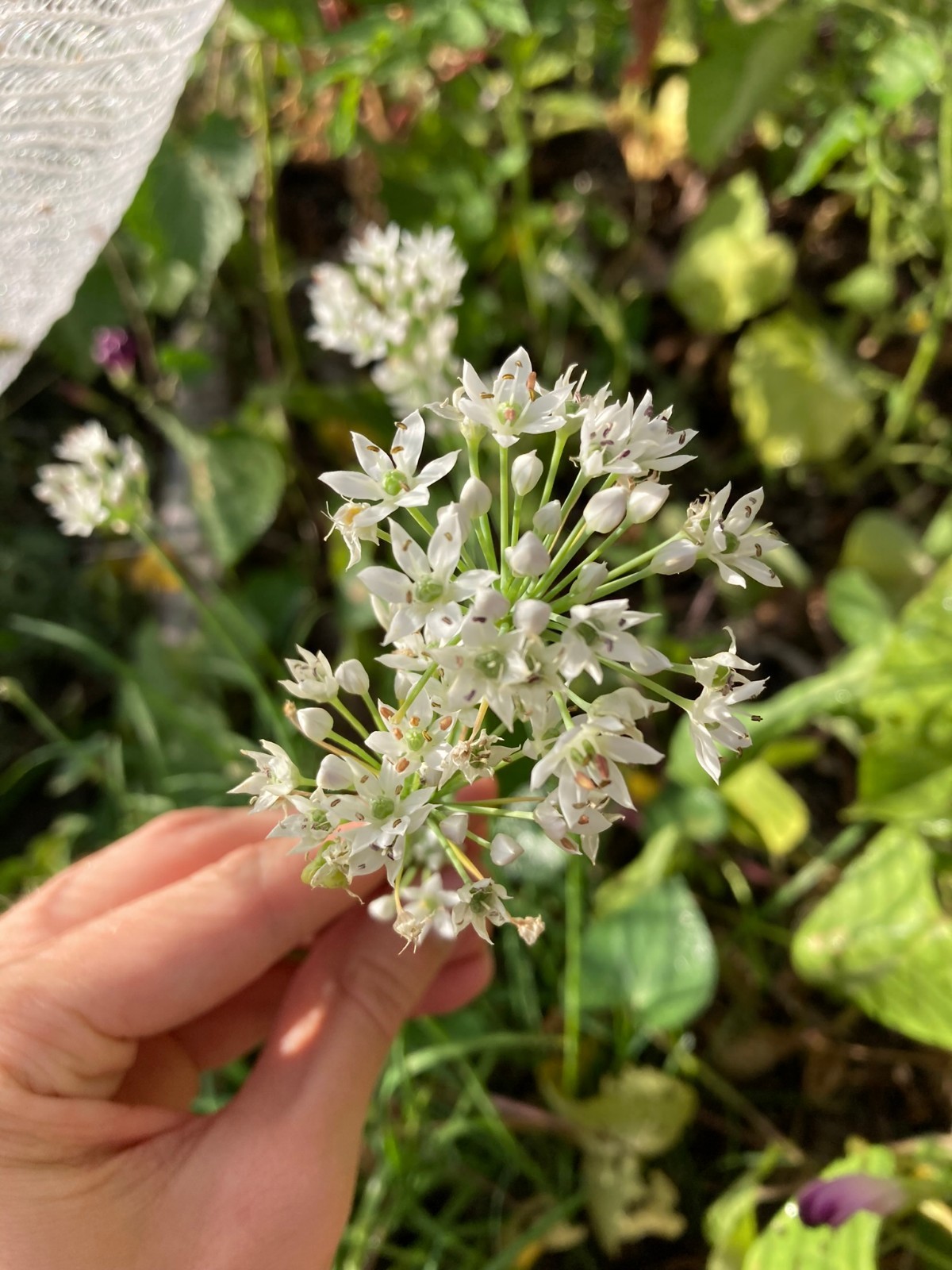 Allium tuberosum, Garlic Chives Seeds, Edible Ornamental Onion Garden Plant