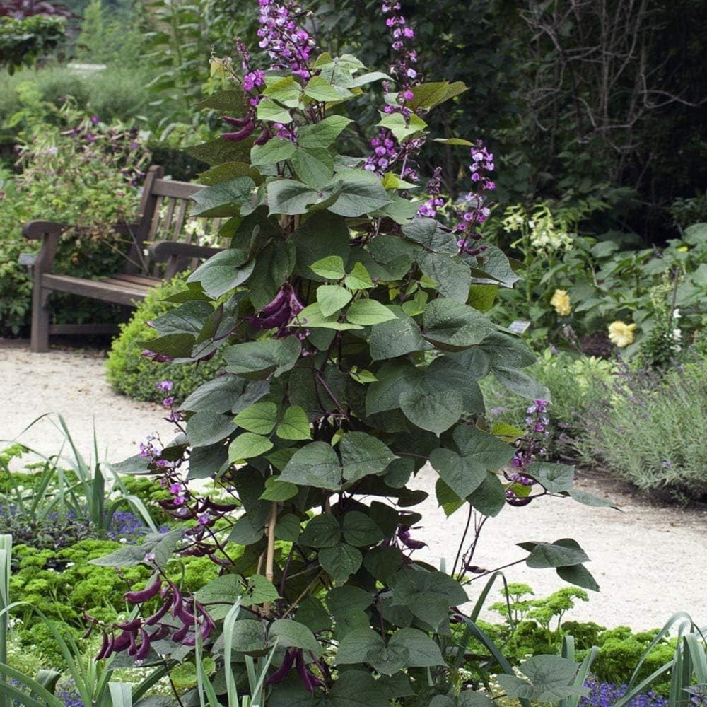 Vibrant Green Lablab Vine Seeds – Fast-Growing, 100 Pcs for Culinary Gardens
