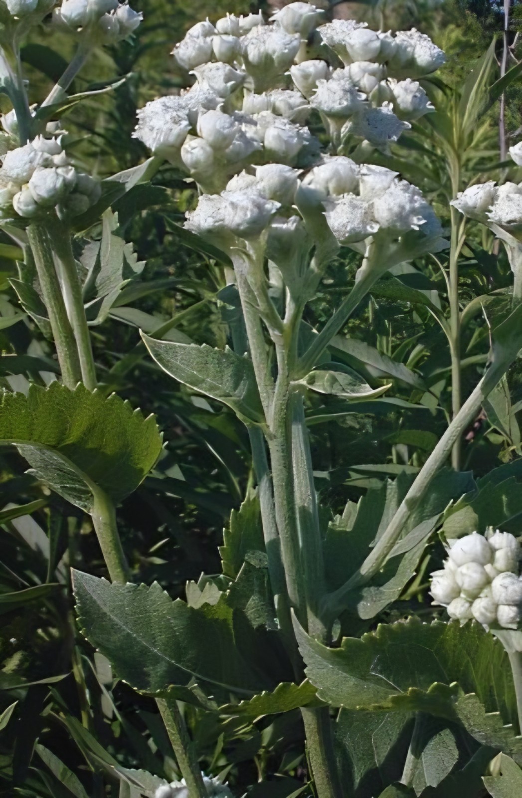 Wild Quinine SEEDS (Parthenium integrifolium), American Feverfew