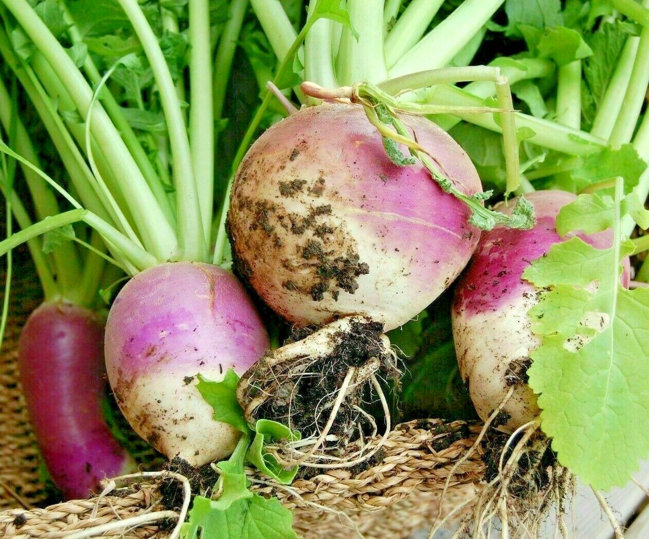 2000+ TURNIP SEEDS PURPLE TOP WHITE GLOBE NON-GMO HEIRLOOM VEGETABLE SPRING USA