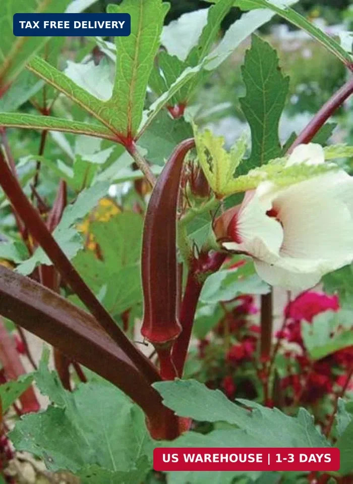 250 Red Burgundy Okra Seeds for Planting. Non GMO 14 Grams Garden Vegetable Bulk