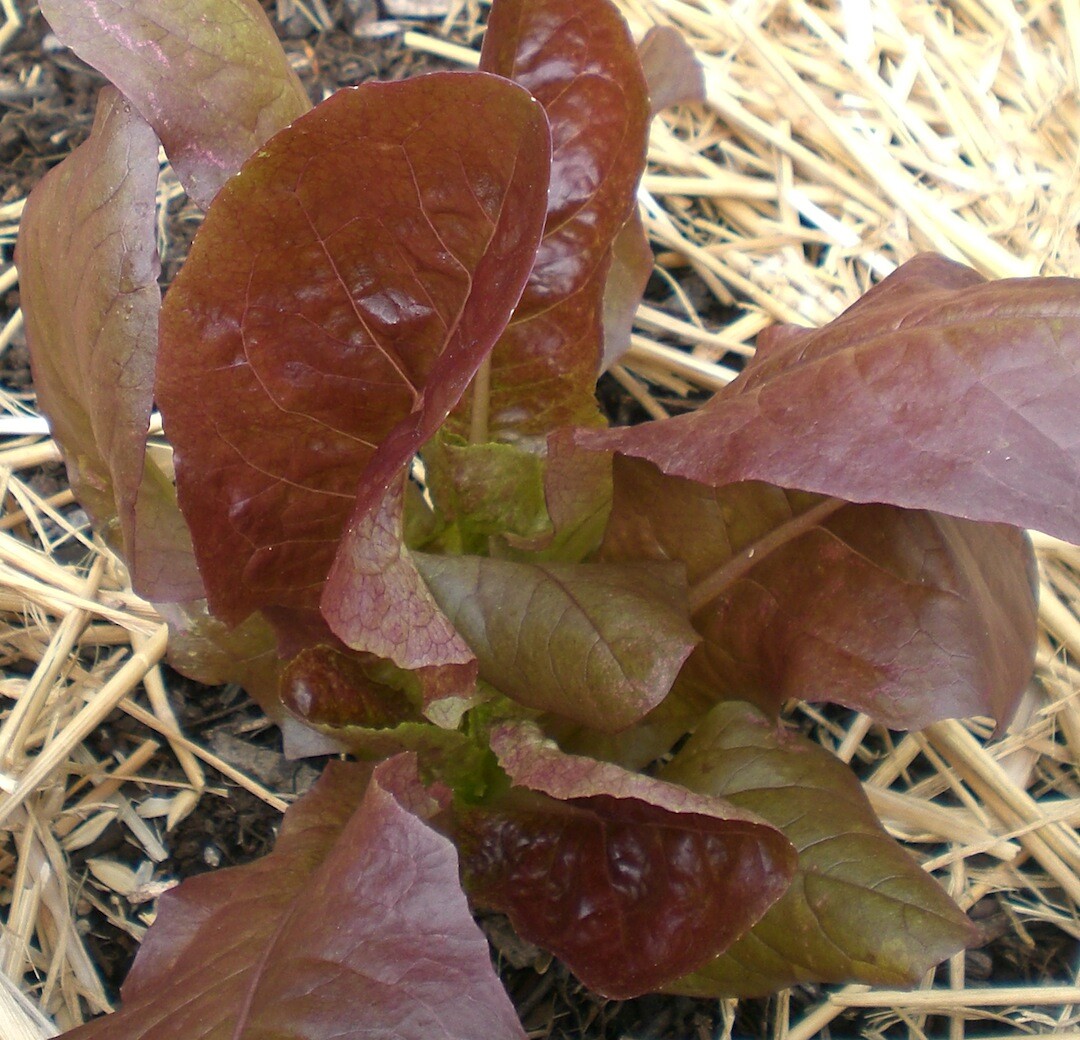 601+ROUGE DE HIVER Lettuce Seed Organic French Greens Vegetable Garden Container