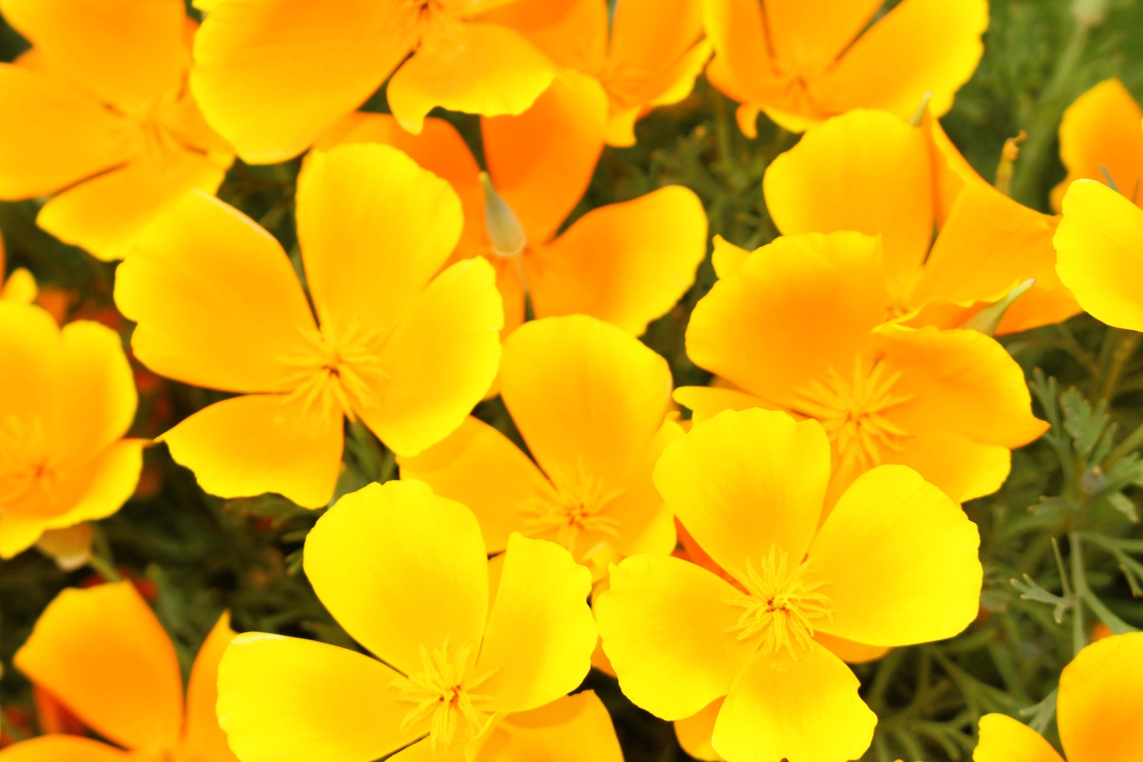 1000 DWARF Yellow CALIFORNIA Tufted POPPY Eschscholzia Caespitosa Flower Seeds