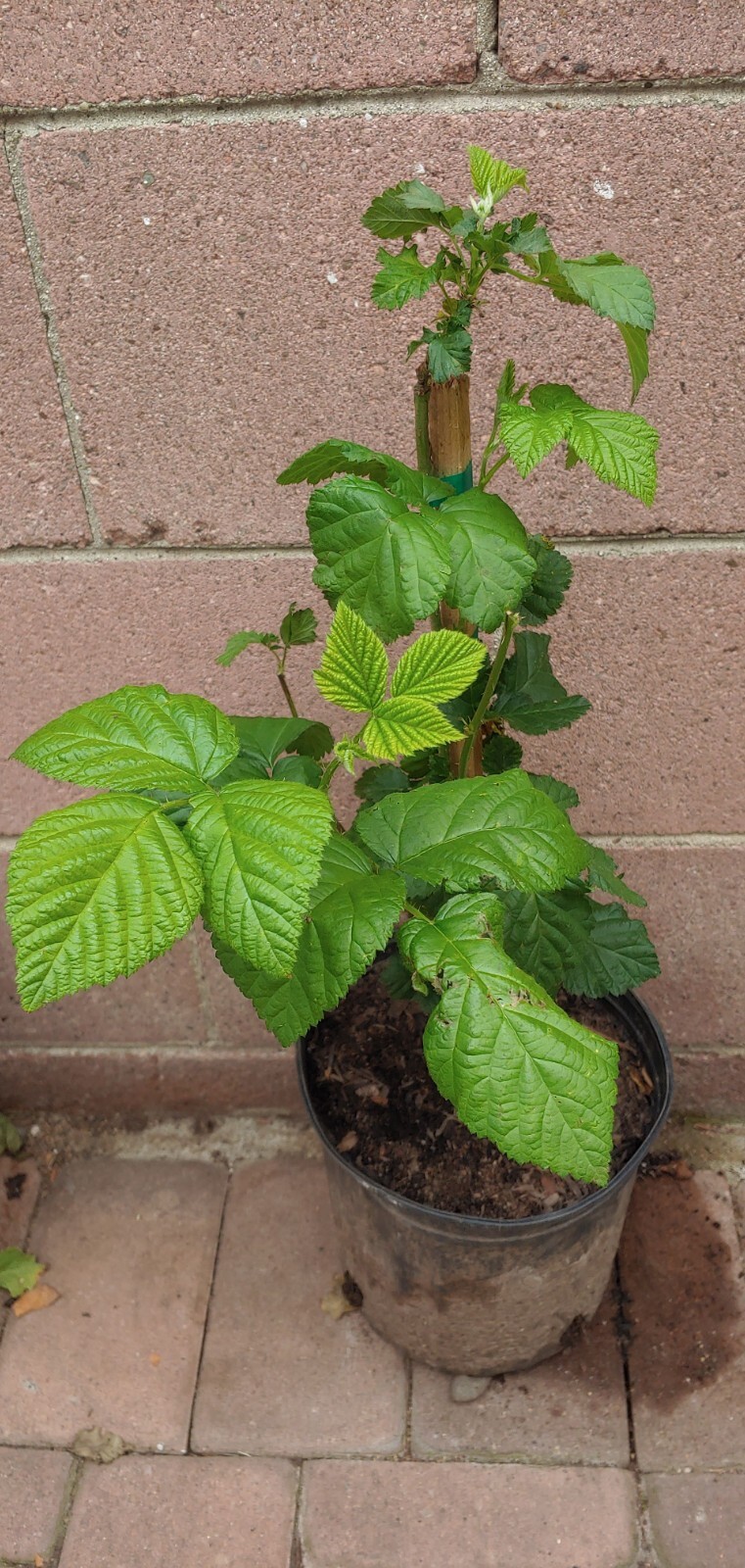 Blackberry (olallie) Live Plant