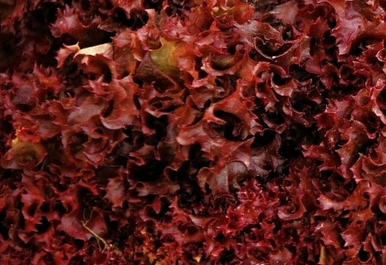 RUBY RED LETTUCE SEEDS 500+ healthy GARDEN LEAFY greens SALAD FREE SHIPPING
