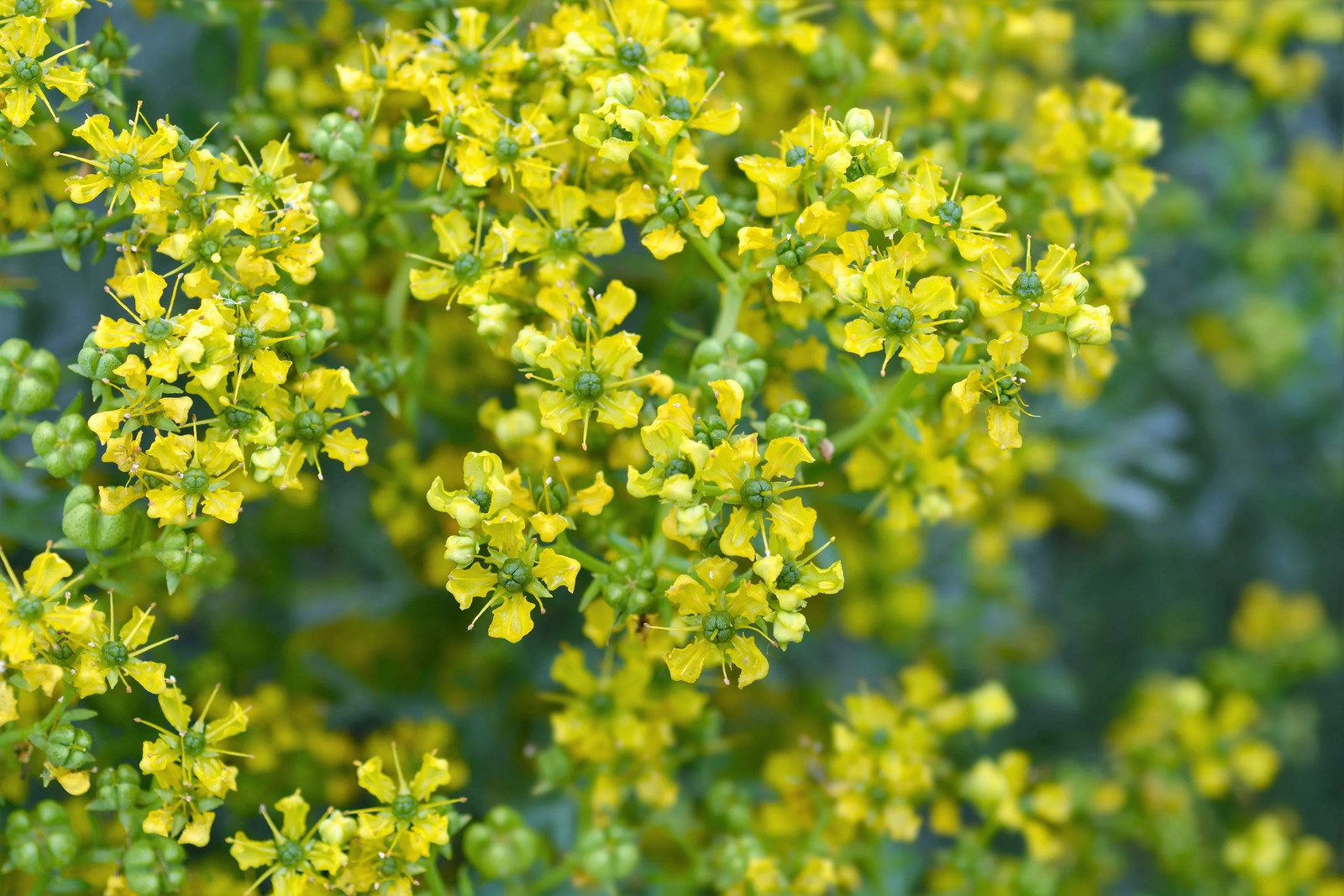 50 YELLOW RUE Herb of Grace Common Ruta Graveolens Fragrant Evergn Flower Seeds
