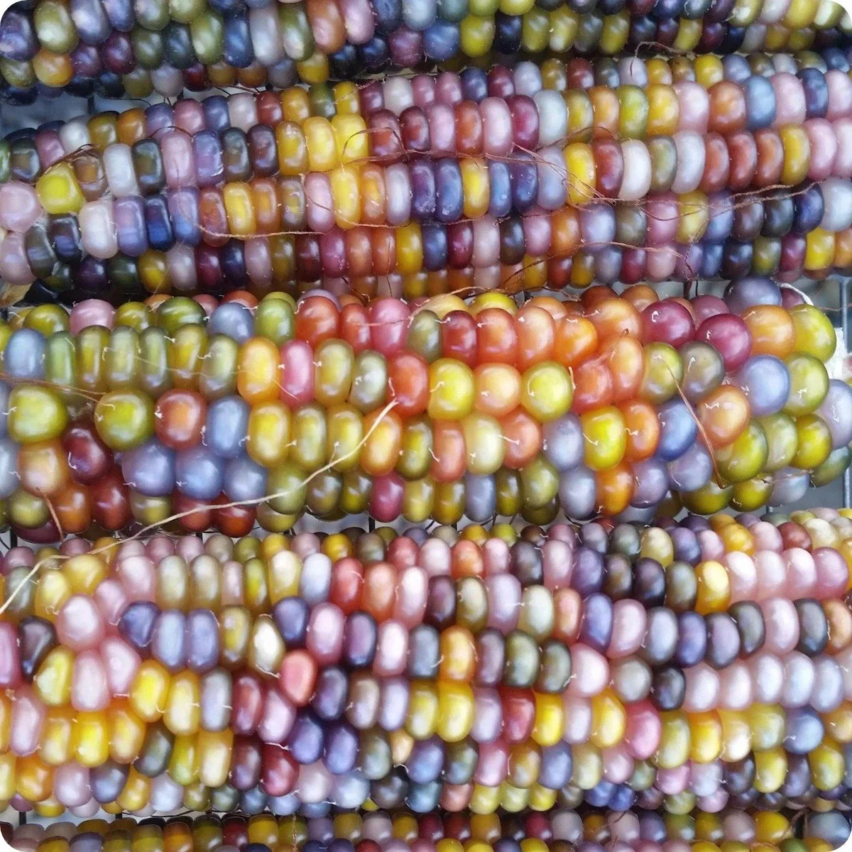 Glass Gem Ornamental Corn Seeds ORGANIC | Rainbow Color Flint Popcorn Seed 2023