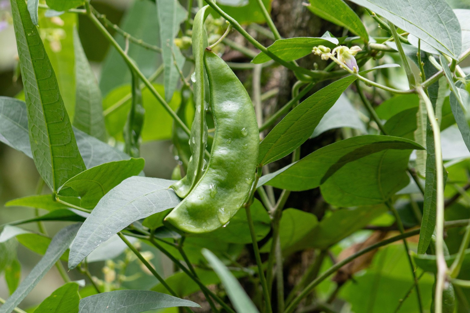 50 WHITE DIXIE LIMA BEAN Butterpea Phaseolus Vulgaris Vegetable Seeds *Comb S/H