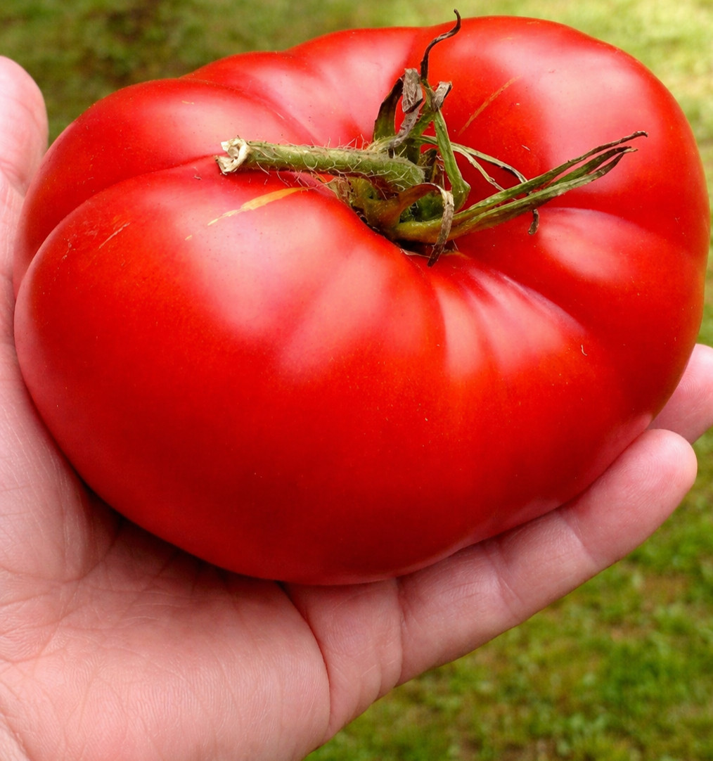 100 Heirloom Red Cherokee Large Red Beefsteak Tomato Seeds – Indeterminate