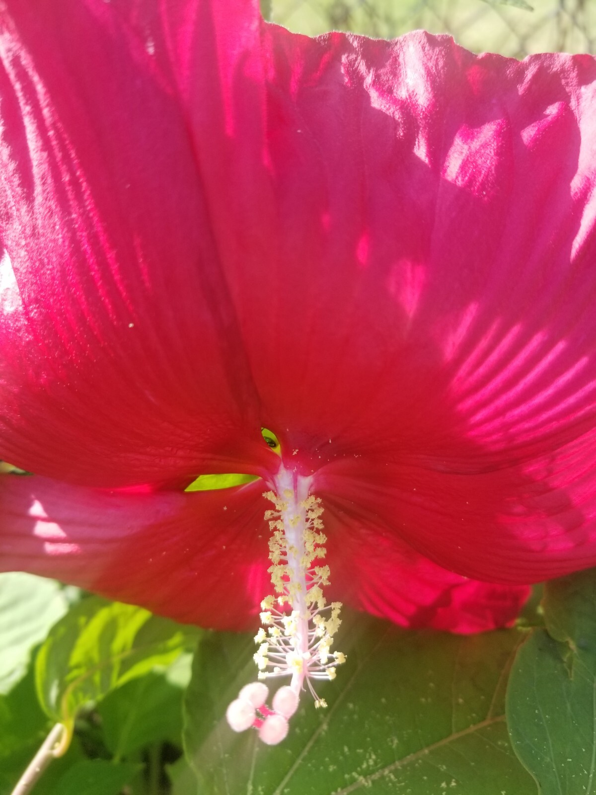 Luna Red Hardy Hibiscus PRE-STRATIFIED 25 Seeds Free Shipping.