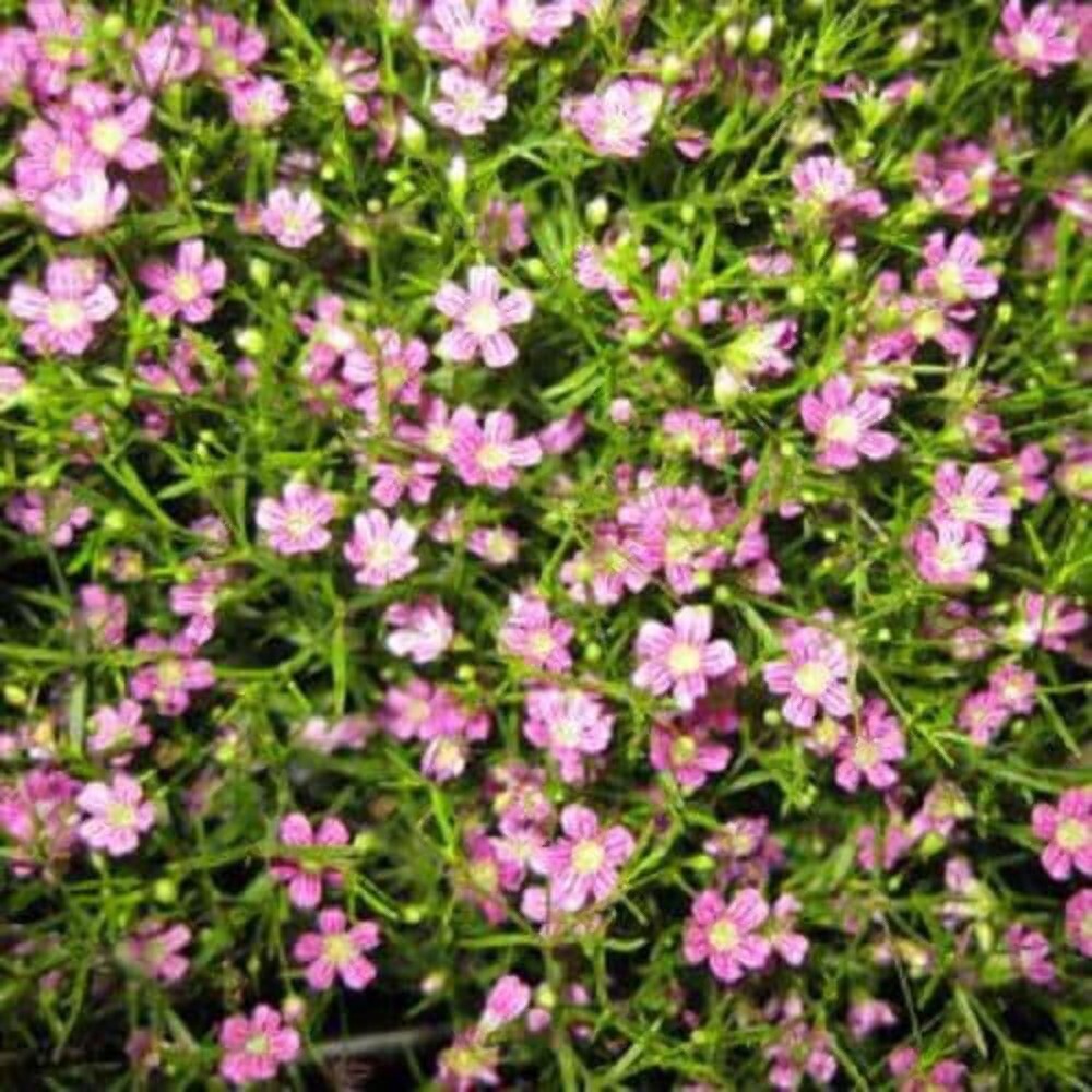 350 RED BABYS BREATH Gypsophila Elegans Baby’s Breath Flower Seeds