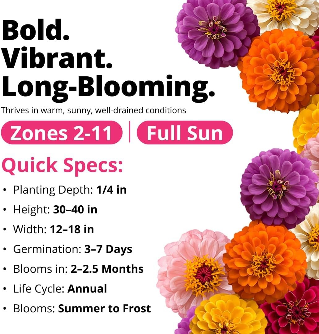 HOME GROWN Zinnia Dahlia Seeds Pack for 2026 Non GMO 524 Flower 1-Pack, Multi
