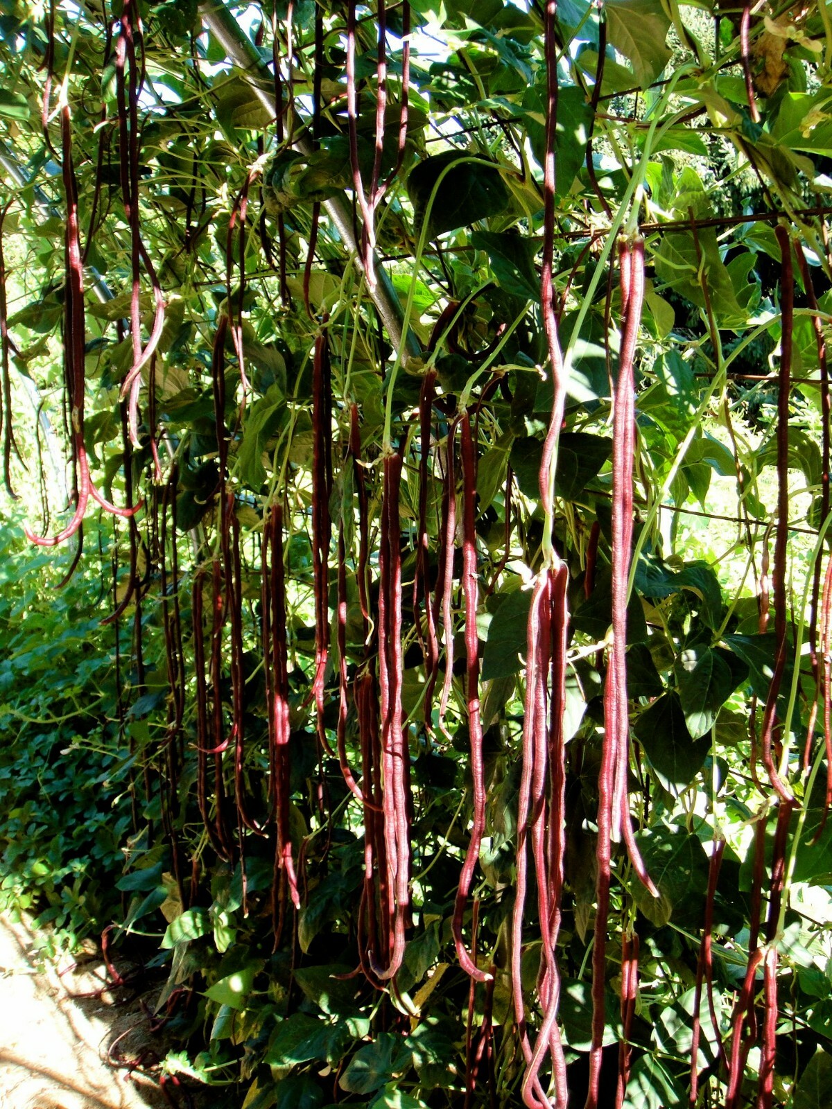 25 Chinese Red Noodle-Yard Long Bean Seeds, NON-GMO, Used often in Asian cooking