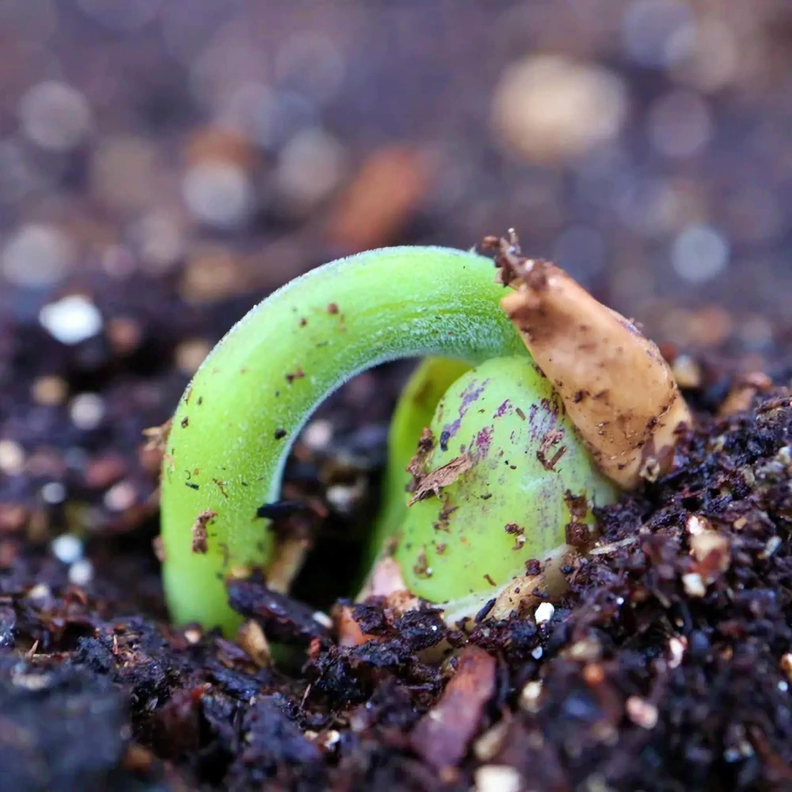 Black Turtle Beans Box Garden Seeds Heirloom Dry Bush Half Runner