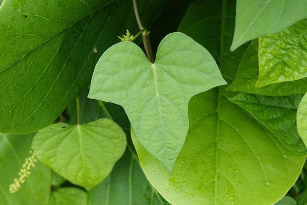 Ipomoea triloba | Little Bell or Aiea Morning Glory | 10 Seeds