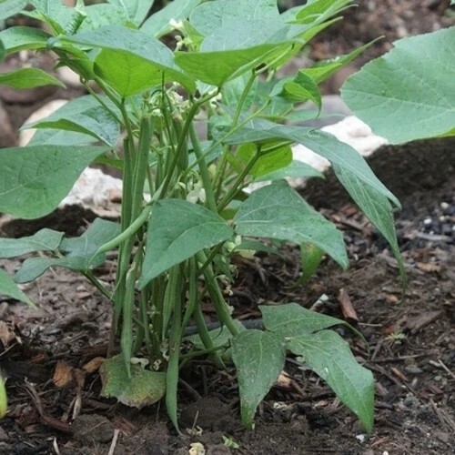  25 Black eyed peas  seeds thanks from Poppa in the garden