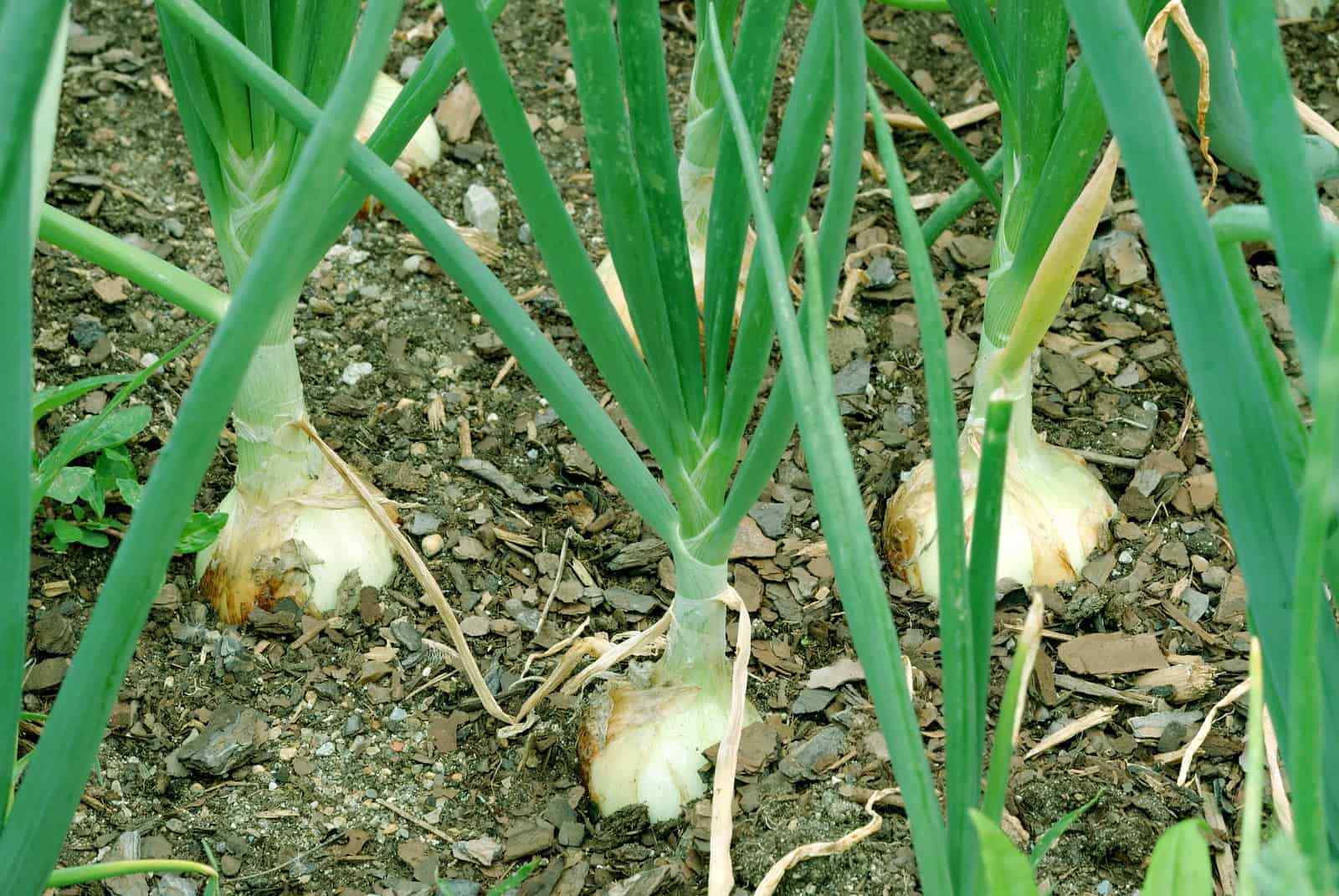 Walla Walla Sweet Onion, NON-GMO, Northern Onion, Overwintering, FREE SHIPPING
