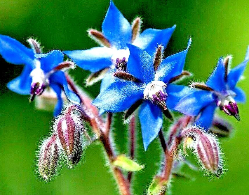 800+ Borage Herb Seeds — Pest Repellent — Heirloom — NON GMO — FRESH
