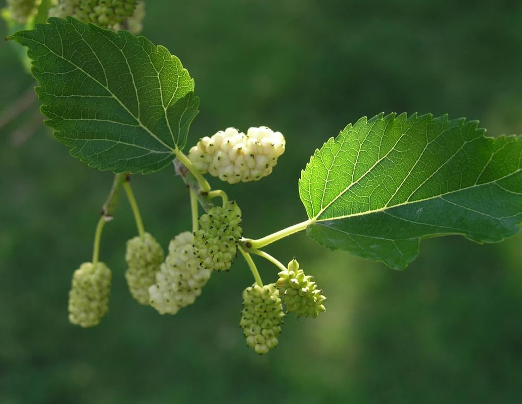 50+ White Mulberry Tree Seeds Morus Nigra Seed Sweet Edible Fruit Non-Gmo