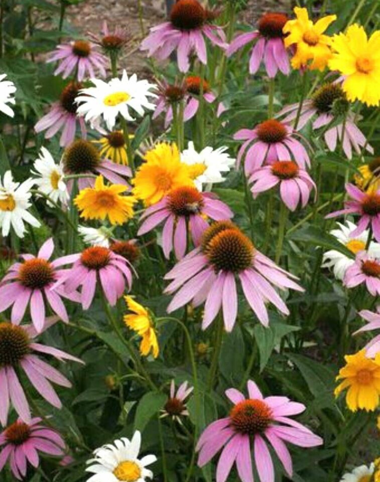 500+ Wildflower Mix Seeds – SHADE with Perennials – Pollinators Non-GMO Heirloom