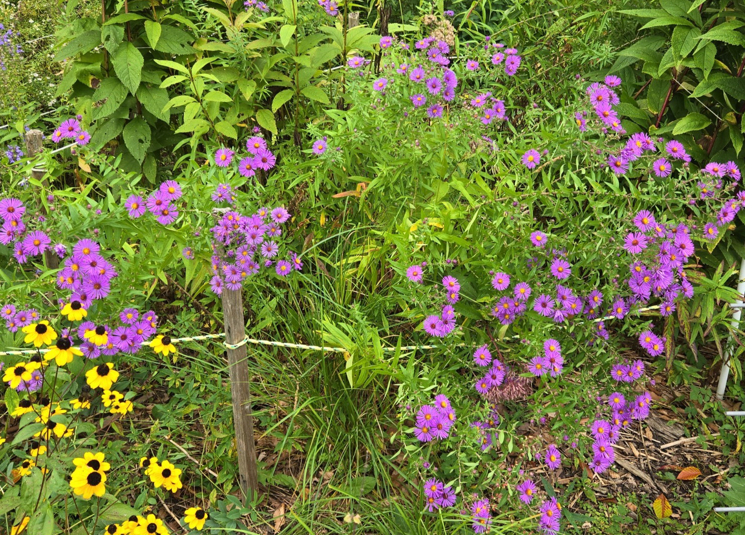 1 gram+ New England Aster Seeds/Symphyotrichum novae-angliae /Native US Plant