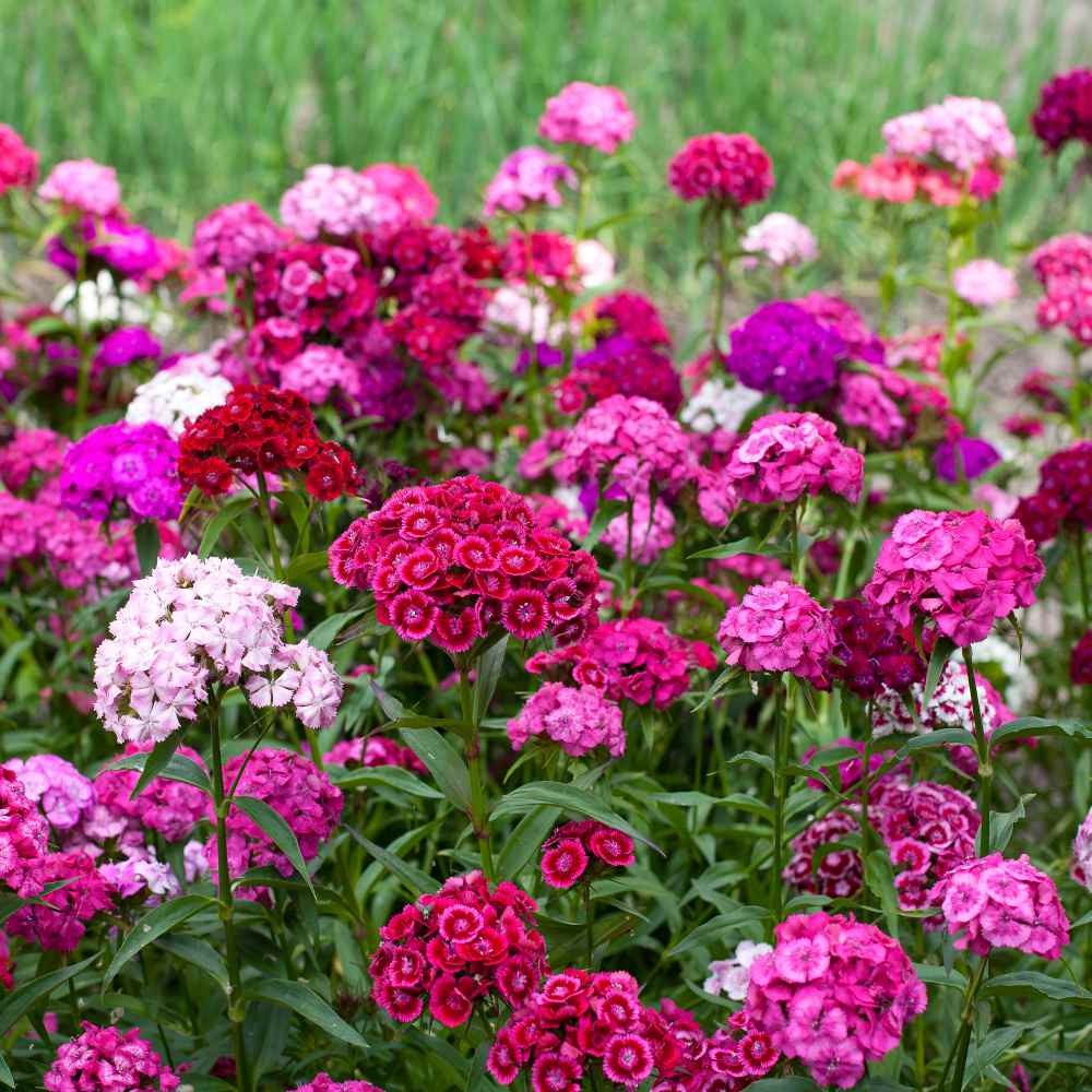 5 LBS Dianthus Sweet William Seed Mix For Planting | Xeriscape Landscaping