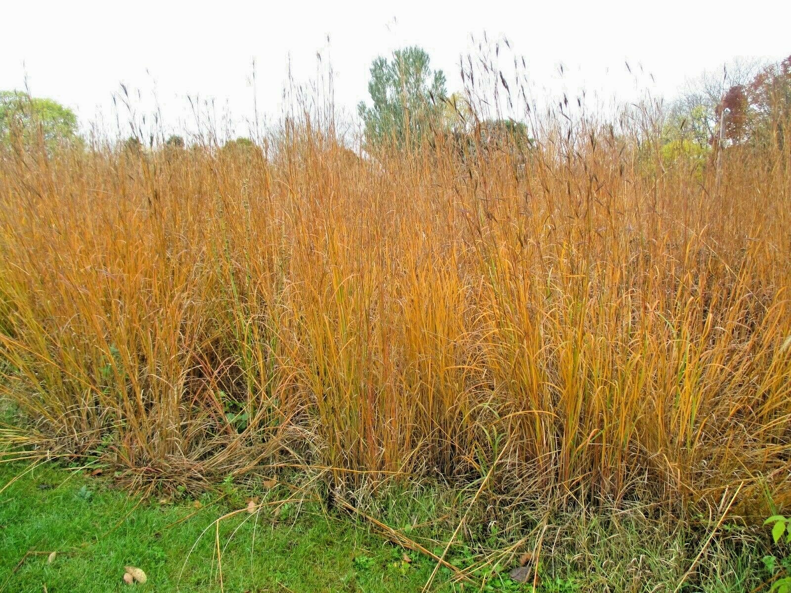 501+BIG BLUESTEM Seeds Native Tall Grass Prairie Ornamental Drought Heat Cold
