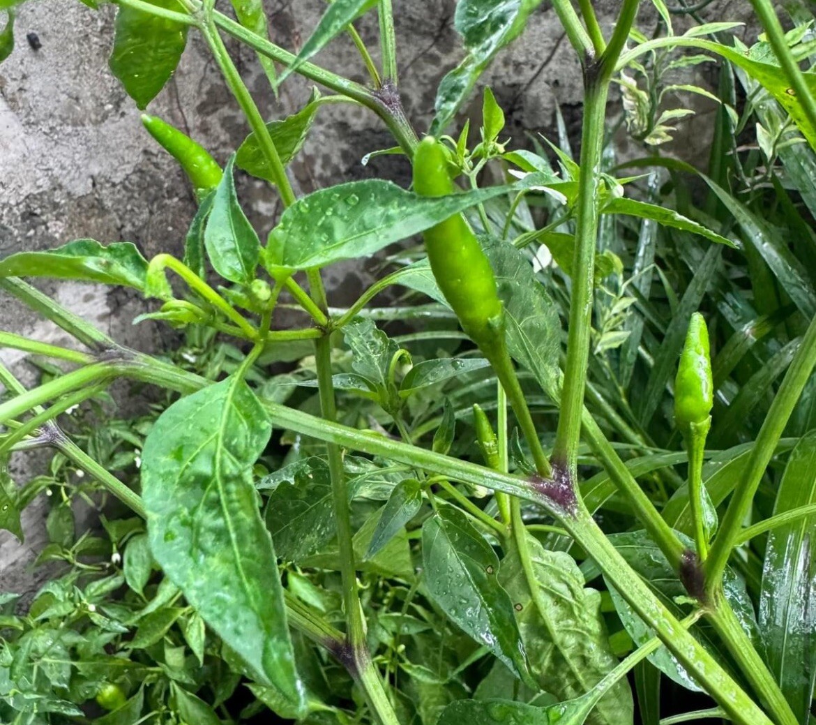 50+ SEEDS Bird’s Eye Chili Pepper SILING LABUYO NON GMO Buy2get1FREE!