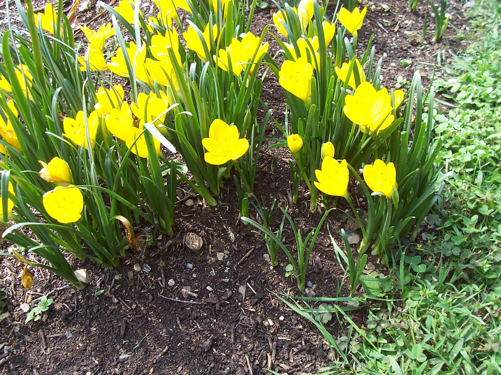 10 LARGE Fall Blooming Crocus Bulbs Autumn Daffodil Sternbergia Lutea Live Plant