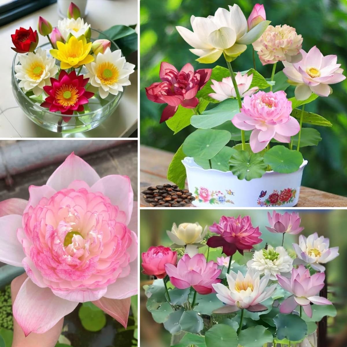 Aquatic Dwarf Lotus Seeds Mixed Colors 25 Seeds for Ponds Pond Lotus Flowers