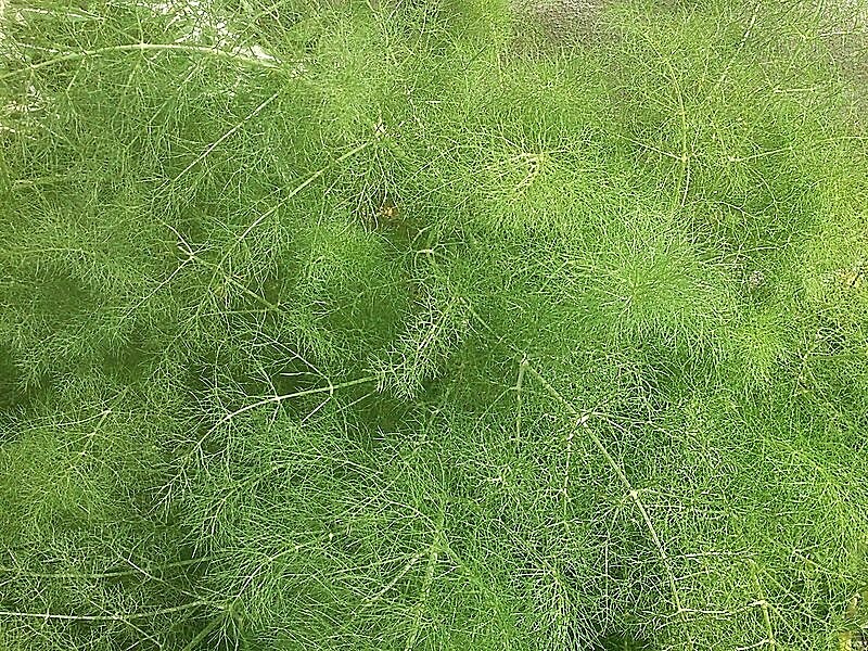 FENNEL 100 SEEDS, FERN-LIKE FOLIAGE, YELLOW FLOWERS, LICORICE FLAVER