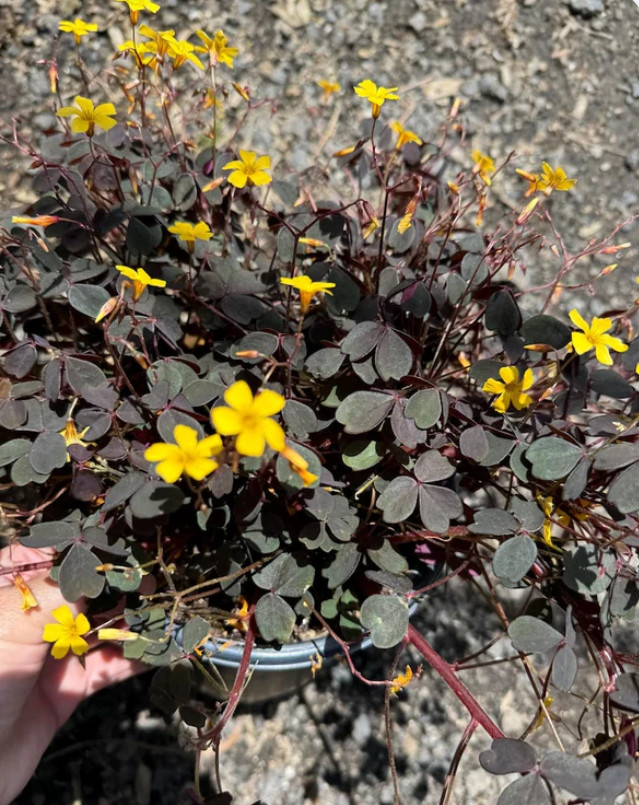 Oxalis Triangularis Chocolate Burgundy – Yellow Bloom – 2-5″ Tall – Purple Shamr
