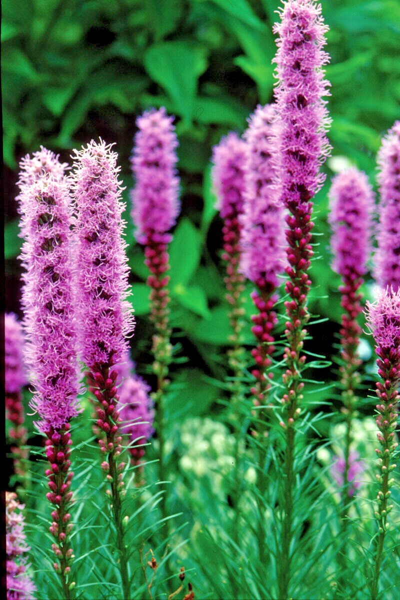 100+ MARSH Dense BLAZING STAR Seeds Gay Feather Native Wildflower Pollinators