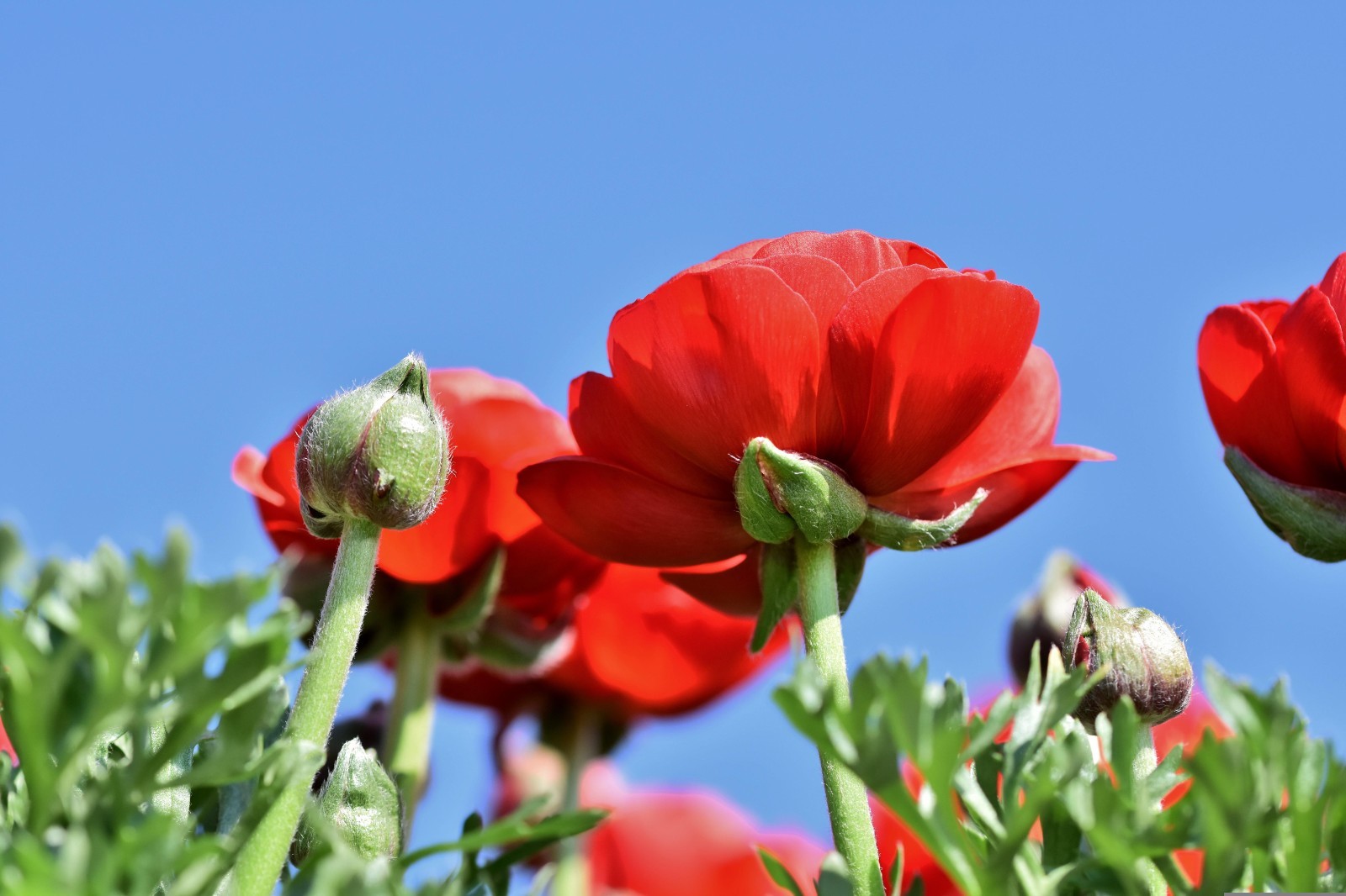 Ranunculus Red Shades Bulbs – 10 Jumbo Flowering Bulbs, Spring Color – From HPN