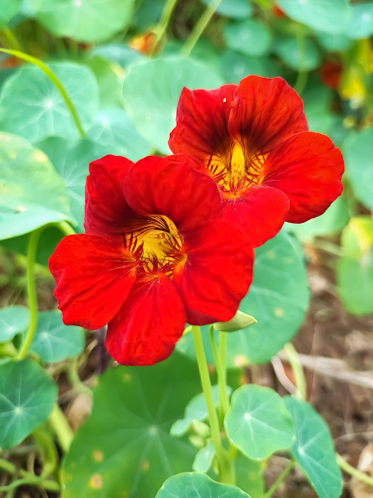 25 Dwarf RED EMPRESS NASTURTIUM Tropaeolum Nanum Hummingbird Flower Seeds