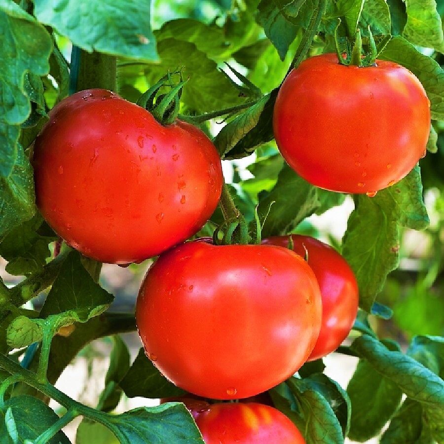 Floridade Tomato Seeds | Heat Tolerant Garden Red Heirloom Vegetable Seed 2024
