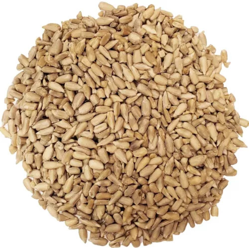 Mammoth Grey Stripe Sunflower Seeds – Huge – Giant – Large Sunflowers -FRESH
