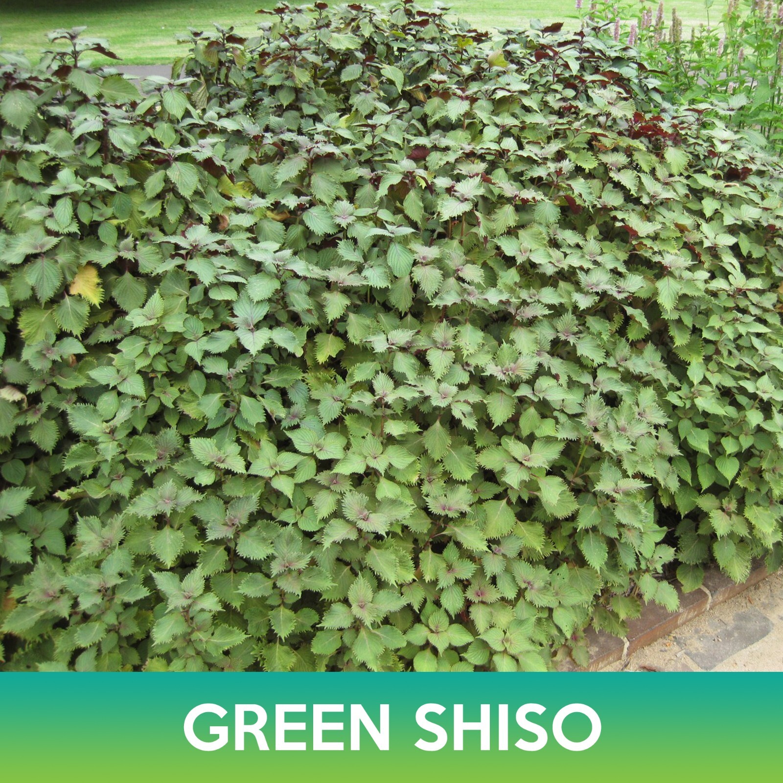 Green Shiso Seeds