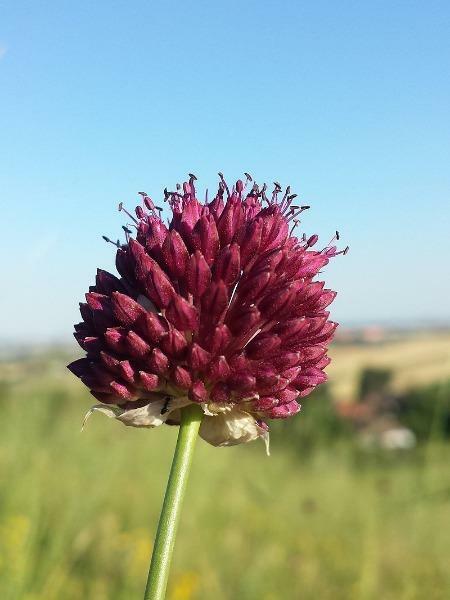 Allium sphaerocephalon | Round-headed leek or garlic | Ball-head Onion | 10 Seed