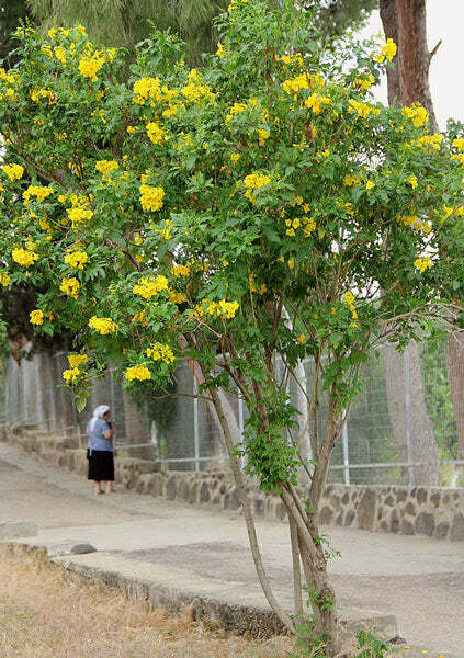Tecoma stans | Yellow Bells | Ginger-Thomas | Esperanza | 10 Seeds