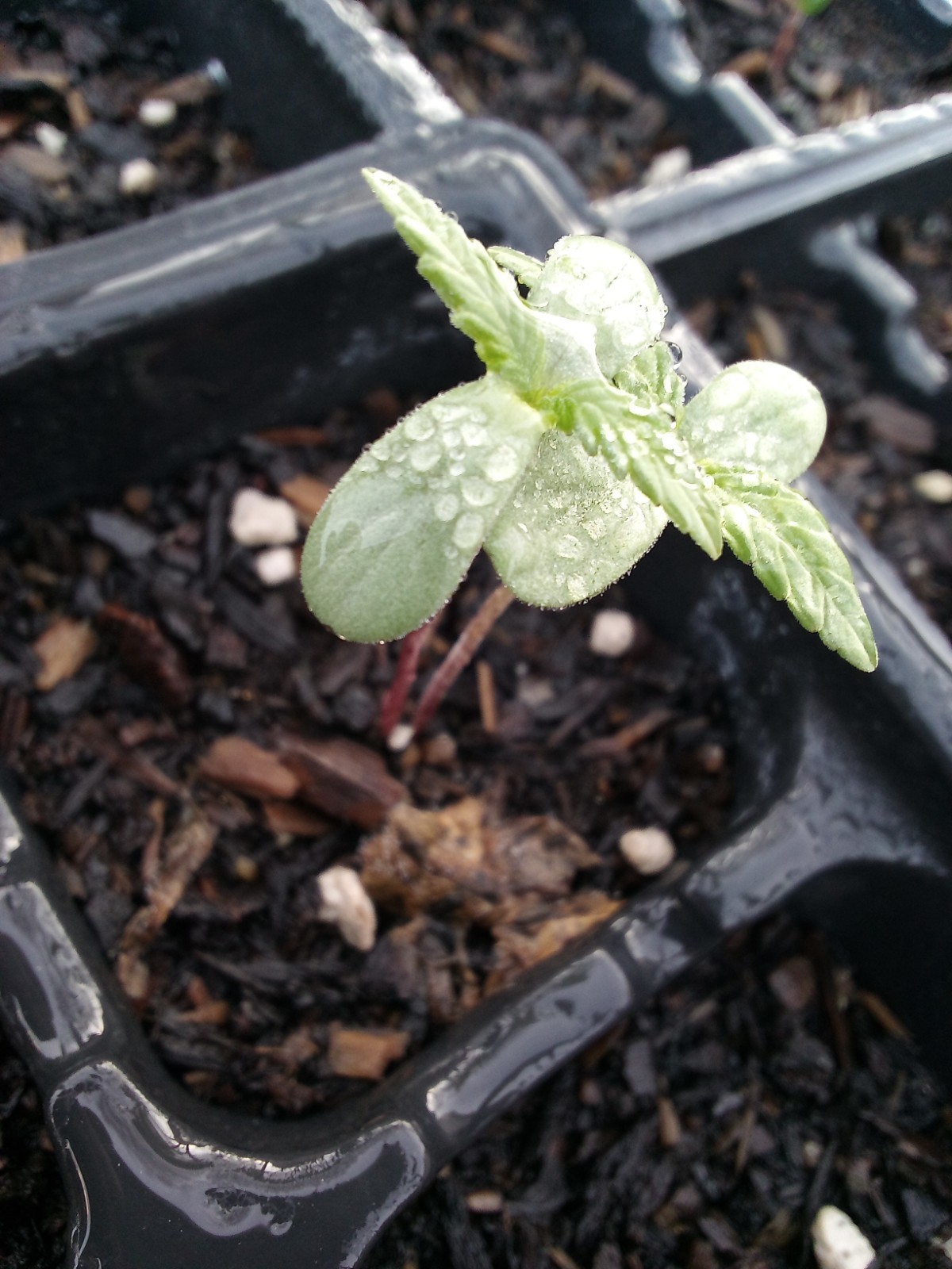 TSK23 Farms “Babylon Mistress” Unfeminized Seed Pack (100-120 Seeds)