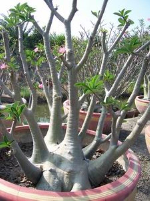 Adenium Arabicum ‘Yemen’, 25 seeds
