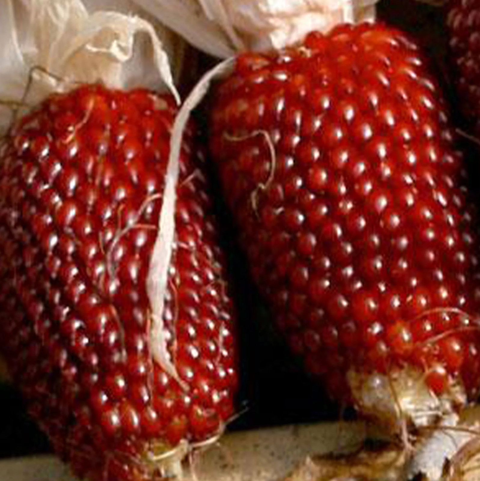 60+ STRAWBERRY RUBY CORN SEEDS – POPCORN – SWEET — HEIRLOOM — ORGANIC — RARE