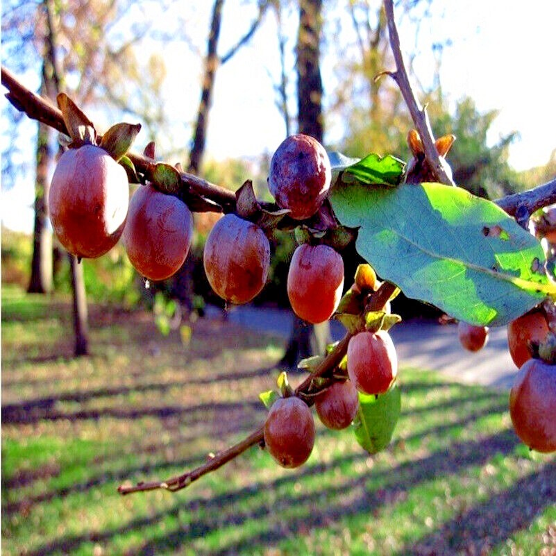 10 DATE PLUM FRUIT TREE SEEDS (Diospyros Lotus) “MEDITERRANEAN PERSIMMON” PLANT