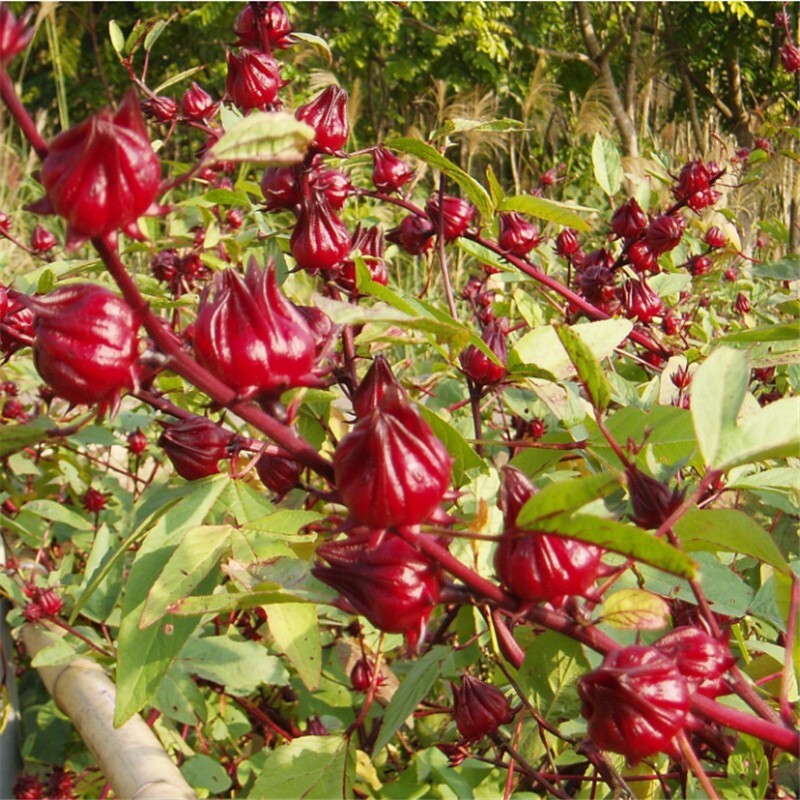 50+Roselle Seeds Asian Sour Leaf Red Sorrell Florida Cranberry Jamaican Tea USA