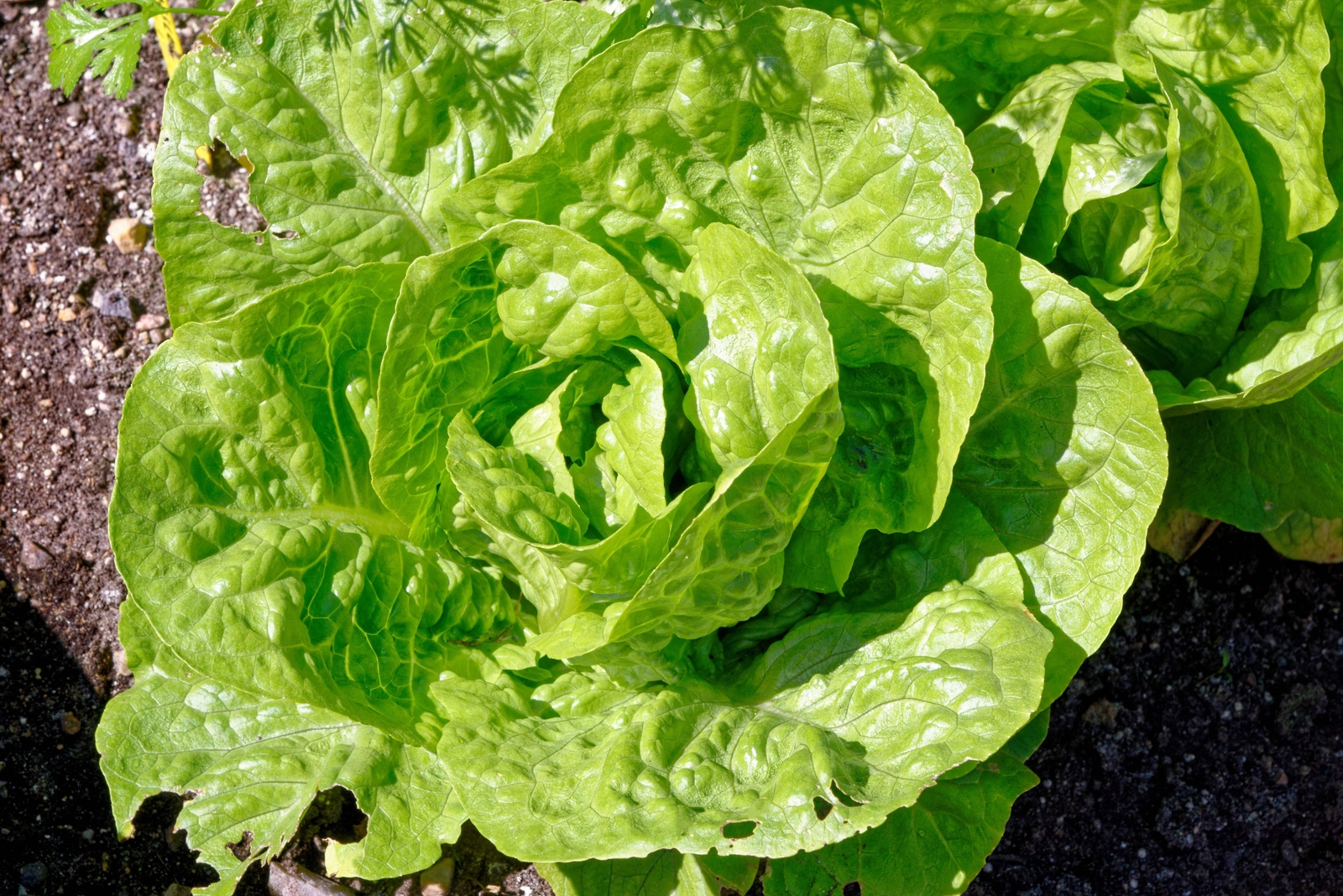 3000 LITTLE GEM LETTUCE Small ROMAINE Butterhead Lactuca Sativa Vegetable Seeds