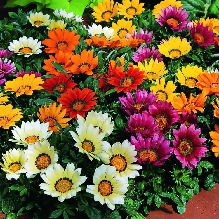 99pcs Gazania & Tithonia Mexican Sunflower Seeds– Perennial Ground Cover Plan…